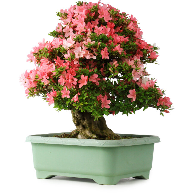 Rhododendron indicum Shin Nikko, 60 cm, ± 30 años, con un nebari de 25 cm