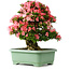 Rhododendron indicum Shin Nikko, 60 cm, ± 30 jaar oud, met een nebari van 25 cm