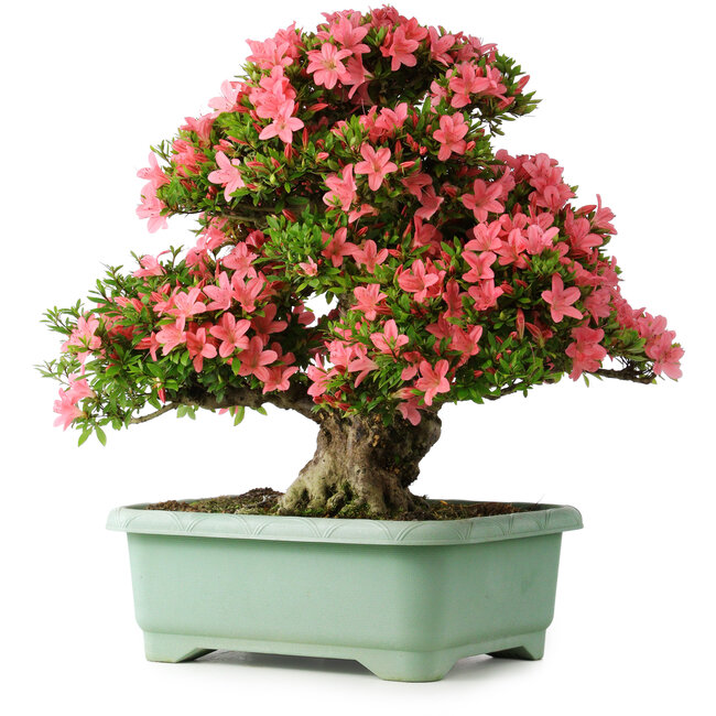 Rhododendron indicum Shin Nikko, 62 cm, ± 30 anni, con un nebari di 16 cm