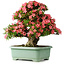 Rhododendron indicum Shin Nikko, 62 cm, ± 30 jaar oud, met een nebari van 16 cm