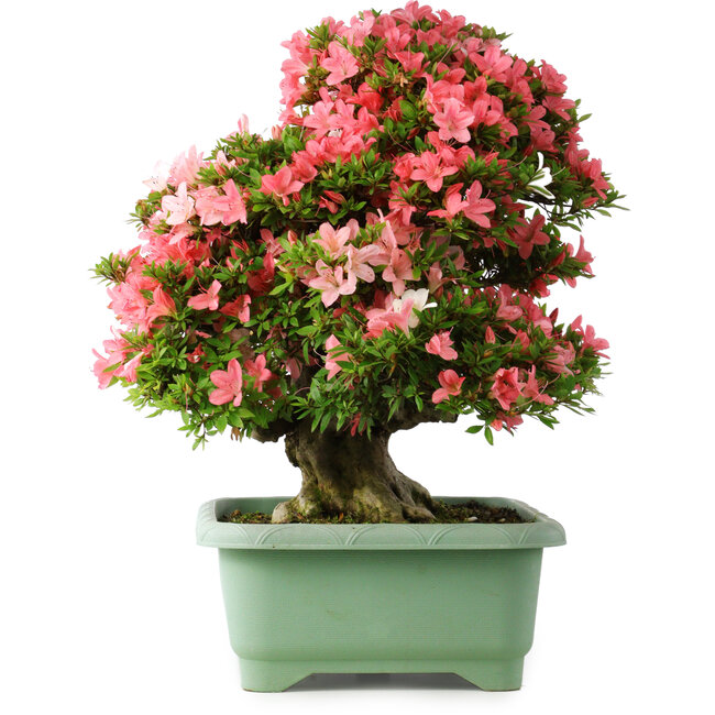 Rhododendron indicum Shin Nikko, 60 cm, ± 30 jaar oud, met een nebari van 25 cm