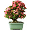 Rhododendron indicum Shin Nikko, 60 cm, ± 30 jaar oud, met een nebari van 25 cm
