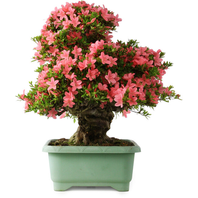 Rhododendron indicum Shin Nikko, 62 cm, ± 30 anni, con un nebari di 16 cm