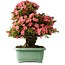 Rhododendron indicum Shin Nikko, 62 cm, ± 30 jaar oud, met een nebari van 16 cm