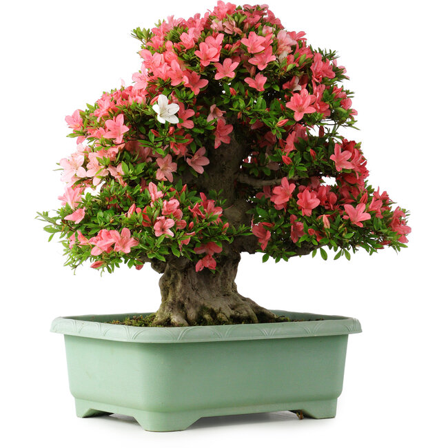 Rhododendron indicum Shin Nikko, 60 cm, ± 30 ans, avec un nebari de 25 cm