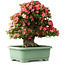 Rhododendron indicum Shin Nikko, 60 cm, ± 30 jaar oud, met een nebari van 25 cm