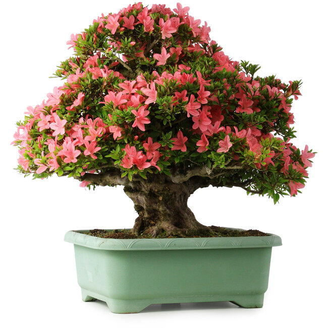 Rhododendron indicum Shin Nikko, 62 cm, ± 30 jaar oud, met een nebari van 16 cm