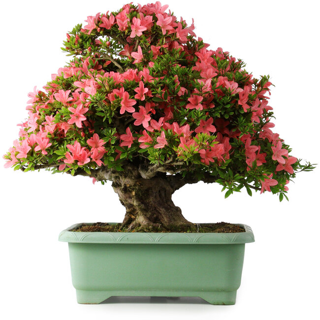 Rhododendron indicum Shin Nikko, 62 cm, ± 30 Jahre alt, mit einem Nebari von 16 cm