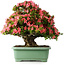 Rhododendron indicum Shin Nikko, 62 cm, ± 30 jaar oud, met een nebari van 16 cm
