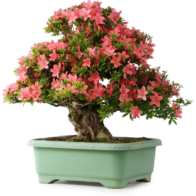 Rhododendron indicum Shin Nikko, 62 cm, ± 30 years old, with a nebari of 16 cm