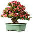 Rhododendron indicum Shin Nikko, 62 cm, ± 30 Jahre alt, mit einem Nebari von 16 cm