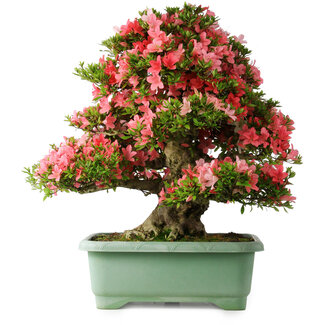 Rhododendron indicum Shin Nikko, 67 cm, ± 30 jaar oud