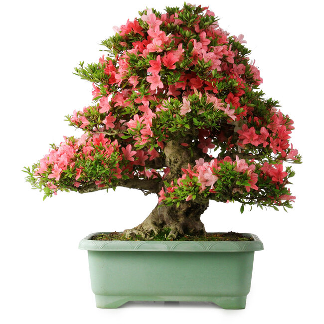 Rhododendron indicum Shin Nikko, 67 cm, ± 30 jaar oud, met een nebari van 21 cm