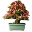 Rhododendron indicum Shin Nikko, 67 cm, ± 30 jaar oud, met een nebari van 21 cm