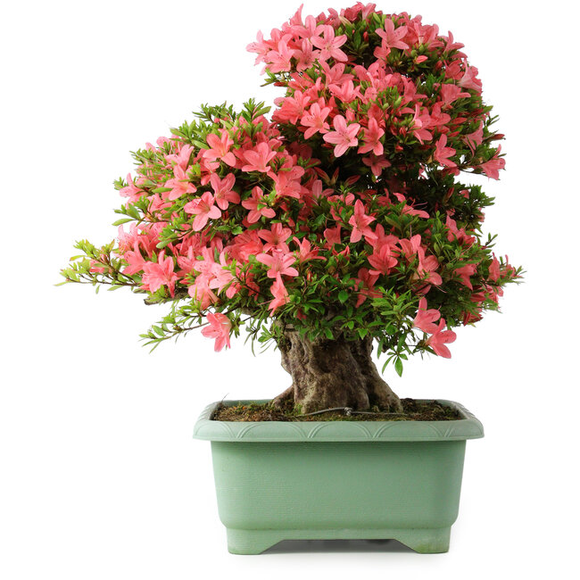 Rhododendron indicum Shin Nikko, 62 cm, ± 30 Jahre alt, mit einem Nebari von 16 cm