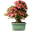 Rhododendron indicum Shin Nikko, 62 cm, ± 30 jaar oud, met een nebari van 16 cm