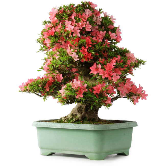 Rhododendron indicum Shin Nikko, 67 cm, ± 30 Jahre alt, mit einem Nebari von 21 cm