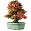 Rhododendron indicum Shin Nikko, 67 cm, ± 30 jaar oud, met een nebari van 21 cm