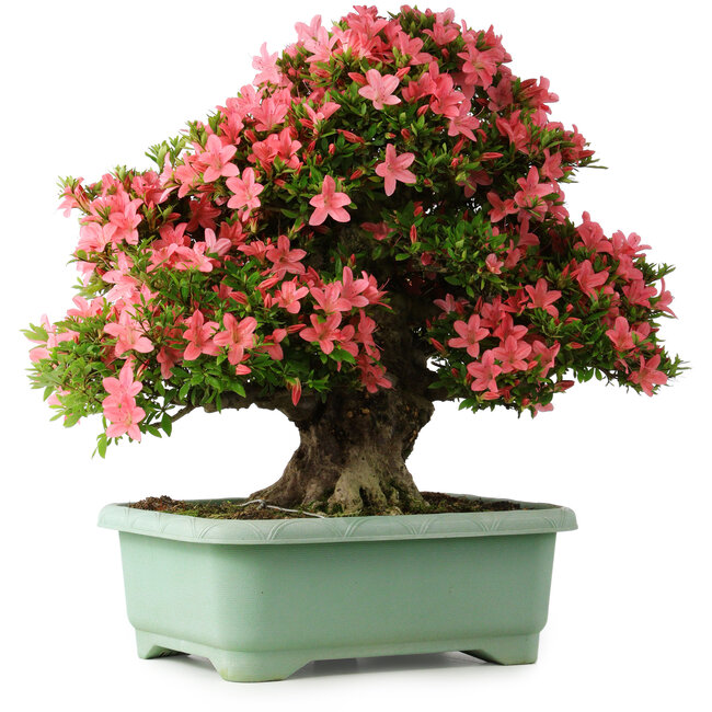 Rhododendron indicum Shin Nikko, 62 cm, ± 30 Jahre alt, mit einem Nebari von 16 cm