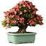 Rhododendron indicum Shin Nikko, 62 cm, ± 30 jaar oud, met een nebari van 16 cm