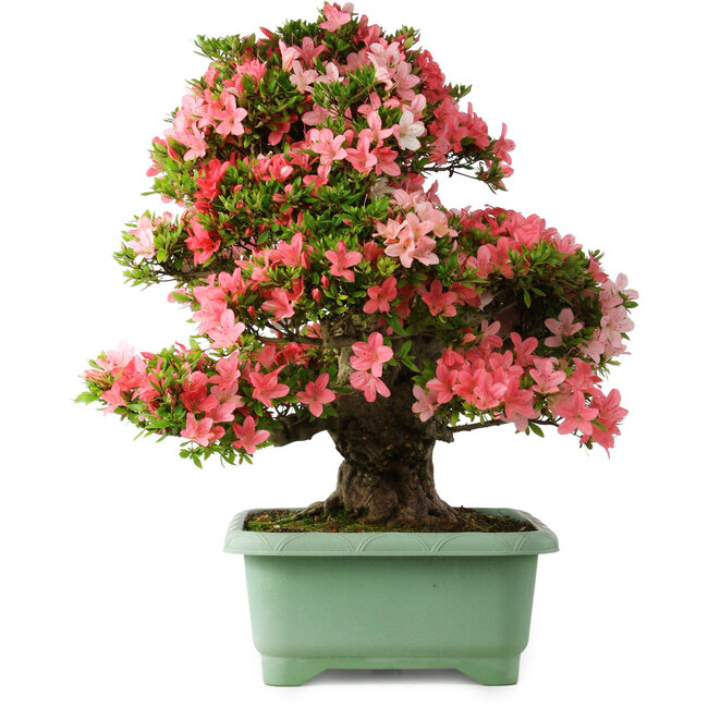 Rhododendron indicum Shin Nikko, 67 cm, ± 30 jaar oud, met een nebari van 21 cm