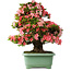 Rhododendron indicum Shin Nikko, 67 cm, ± 30 años, con un nebari de 21 cm