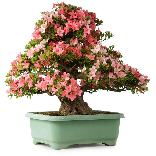 Rhododendron indicum Shin Nikko, 67 cm, ± 30 ans, avec un nebari de 21 cm