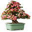 Rhododendron indicum Shin Nikko, 67 cm, ± 30 jaar oud, met een nebari van 21 cm