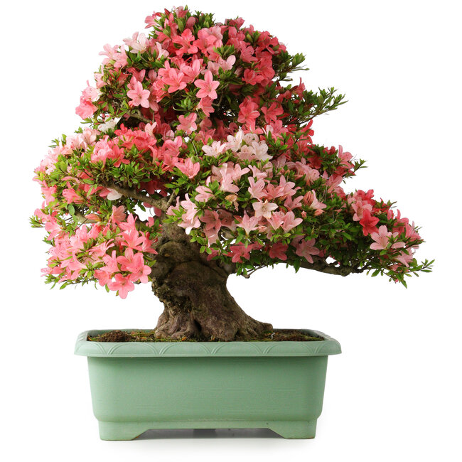 Rhododendron indicum Shin Nikko, 67 cm, ± 30 ans, avec un nebari de 21 cm