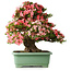 Rhododendron indicum Shin Nikko, 67 cm, ± 30 años, con un nebari de 21 cm