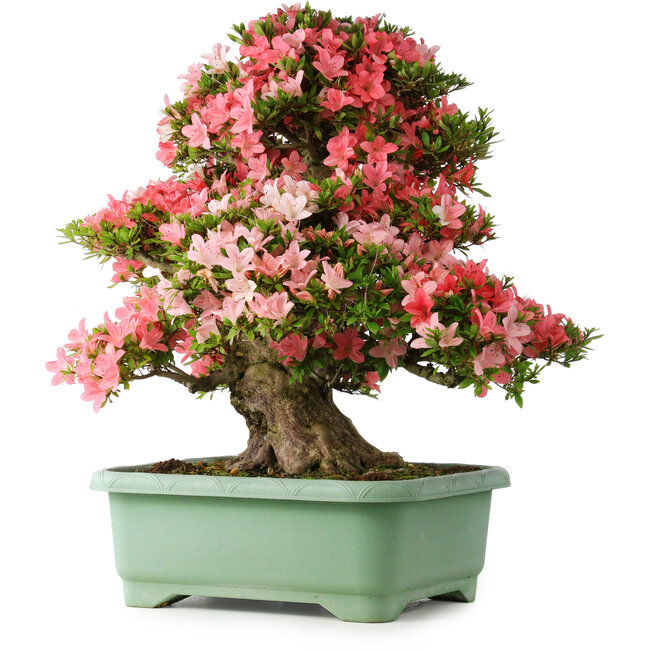 Rhododendron indicum Shin Nikko, 67 cm, ± 30 años, con un nebari de 21 cm