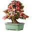Rhododendron indicum Shin Nikko, 67 cm, ± 30 jaar oud, met een nebari van 21 cm