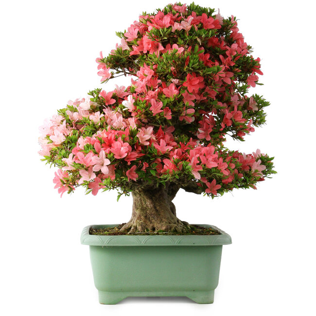 Rhododendron indicum Shin Nikko, 67 cm, ± 30 Jahre alt, mit einem Nebari von 21 cm