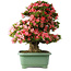 Rhododendron indicum Shin Nikko, 67 cm, ± 30 jaar oud, met een nebari van 21 cm