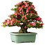 Rhododendron indicum Shin Nikko, 67 cm, ± 30 jaar oud, met een nebari van 21 cm
