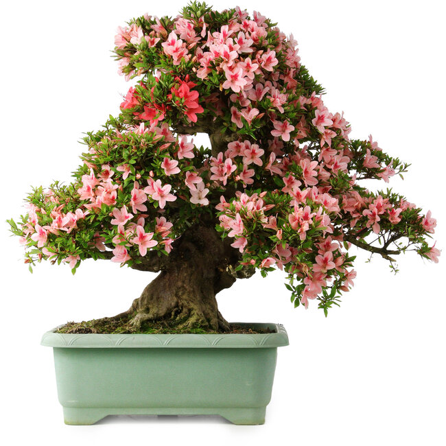 Rhododendron indicum Nyohozan, 69 cm, ± 30 jaar oud, met een nebari van 21 cm