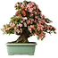 Rhododendron indicum Nyohozan, 69 cm, ± 30 jaar oud, met een nebari van 21 cm