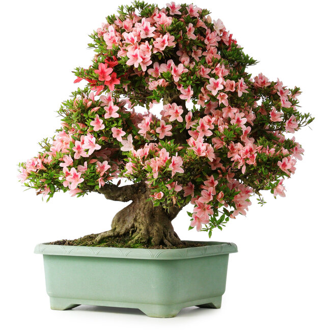 Rhododendron indicum Nyohozan, 69 cm, ± 30 ans, avec un nebari de 21 cm