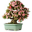 Rhododendron indicum Nyohozan, 69 cm, ± 30 jaar oud, met een nebari van 21 cm