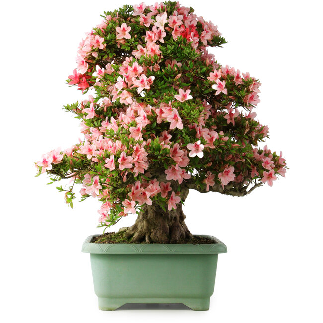 Rhododendron indicum Nyohozan, 69 cm, ± 30 jaar oud, met een nebari van 21 cm