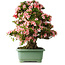 Rhododendron indicum Nyohozan, 69 cm, ± 30 jaar oud, met een nebari van 21 cm
