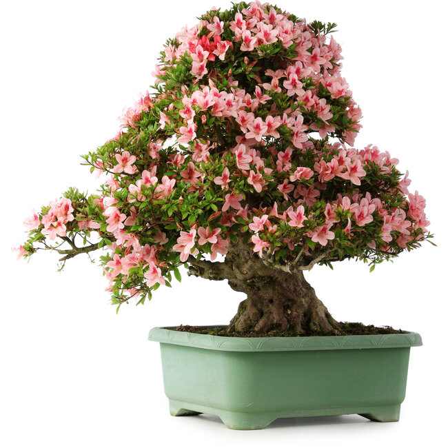 Rhododendron indicum Nyohozan, 69 cm, ± 30 años, con un nebari de 21 cm