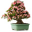 Rhododendron indicum Nyohozan, 69 cm, ± 30 jaar oud, met een nebari van 21 cm