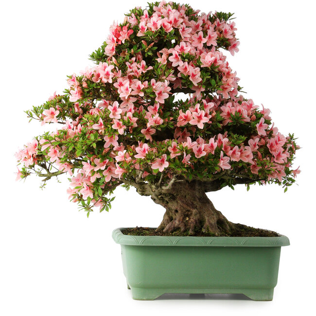 Rhododendron indicum Nyohozan, 69 cm, ± 30 ans, avec un nebari de 21 cm