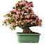 Rhododendron indicum Nyohozan, 69 cm, ± 30 años, con un nebari de 21 cm