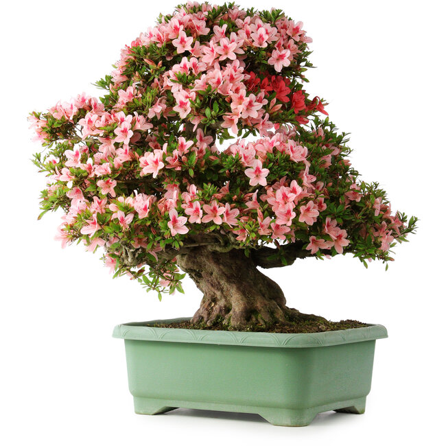 Rhododendron indicum Nyohozan, 69 cm, ± 30 years old, with a nebari of 21 cm