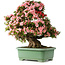 Rhododendron indicum Nyohozan, 69 cm, ± 30 jaar oud, met een nebari van 21 cm