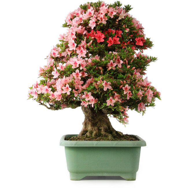 Rhododendron indicum Nyohozan, 69 cm, ± 30 Jahre alt, mit einem Nebari von 21 cm