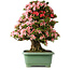 Rhododendron indicum Nyohozan, 69 cm, ± 30 jaar oud, met een nebari van 21 cm