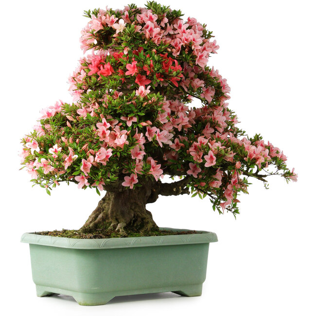 Rhododendron indicum Nyohozan, 69 cm, ± 30 Jahre alt, mit einem Nebari von 21 cm